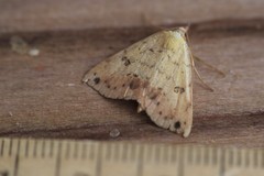 Hemeroplanis floccalis