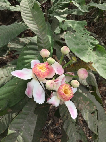 Gustavia angustifolia