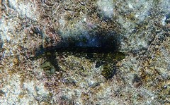 Aplodactylus lophodon