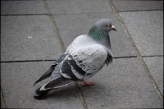 Columba livia domestica