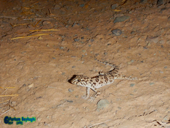 Tenuidactylus caspius