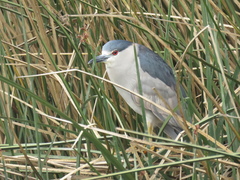 Nycticorax nycticorax obscurus