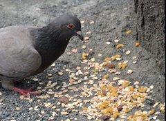 Columba livia domestica