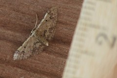 Idaea pervertipennis