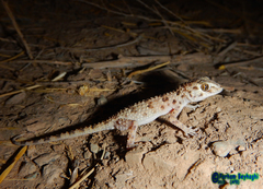 Tenuidactylus caspius