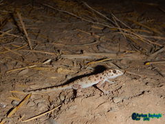 Tenuidactylus caspius