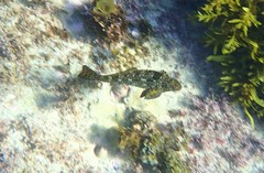 Aplodactylus lophodon