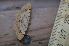 Frederickia flaviterminata