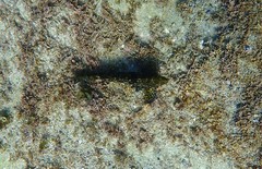Aplodactylus lophodon