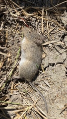 Sigmodon hispidus