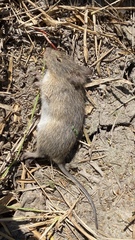 Sigmodon hispidus
