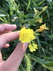 Oenothera biennis