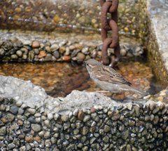 Passer domesticus