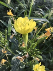 Oenothera biennis