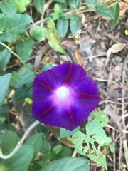 Ipomoea purpurea