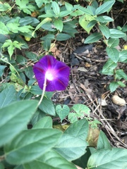 Ipomoea purpurea
