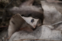 Maratus karrie