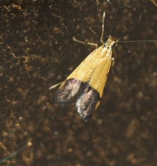 Crocanthes micradelpha