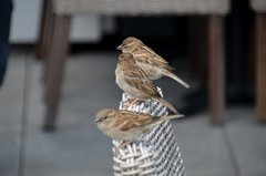 Passer domesticus