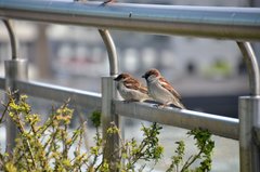 Passer domesticus