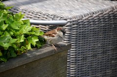 Passer domesticus