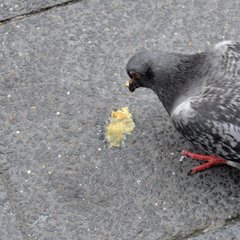 Columba livia domestica