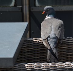 Columba palumbus