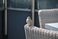Passer domesticus