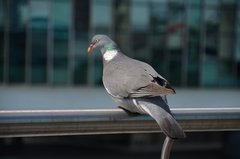 Columba palumbus