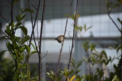 Passer domesticus