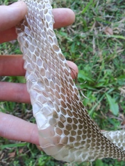 Coluber constrictor latrunculus