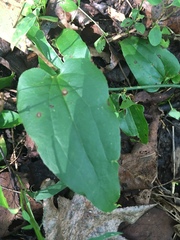 Smilax tamnoides