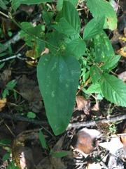Smilax tamnoides