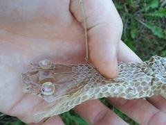 Coluber constrictor latrunculus