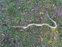 Coluber constrictor latrunculus