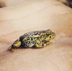 Rhinella atacamensis