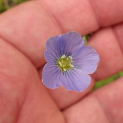 Linum pratense