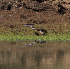 Aspidites melanocephalus