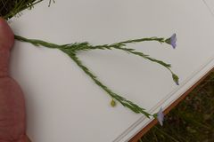 Linum pratense