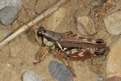 Melanoplus fasciatus
