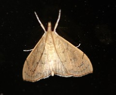 Hyalobathra