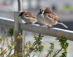 Passer domesticus