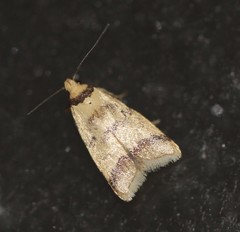 Heteroteucha anthodora