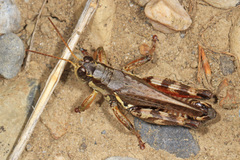 Melanoplus fasciatus
