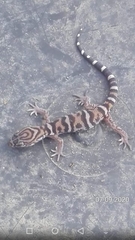Coleonyx