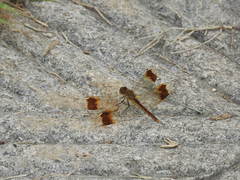 Sympetrum pedemontanum elatum