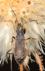 Zeridoneus costalis