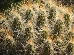 Echinocereus