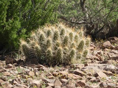 Echinocereus