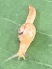 Helicarion perfragilis